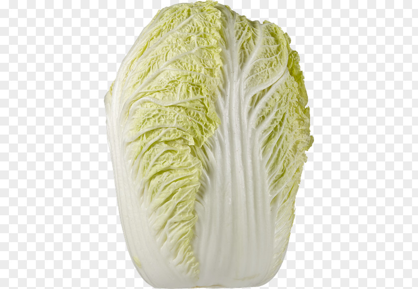 Savoy Cabbage Leaf Vegetable Brassica Oleracea PNG
