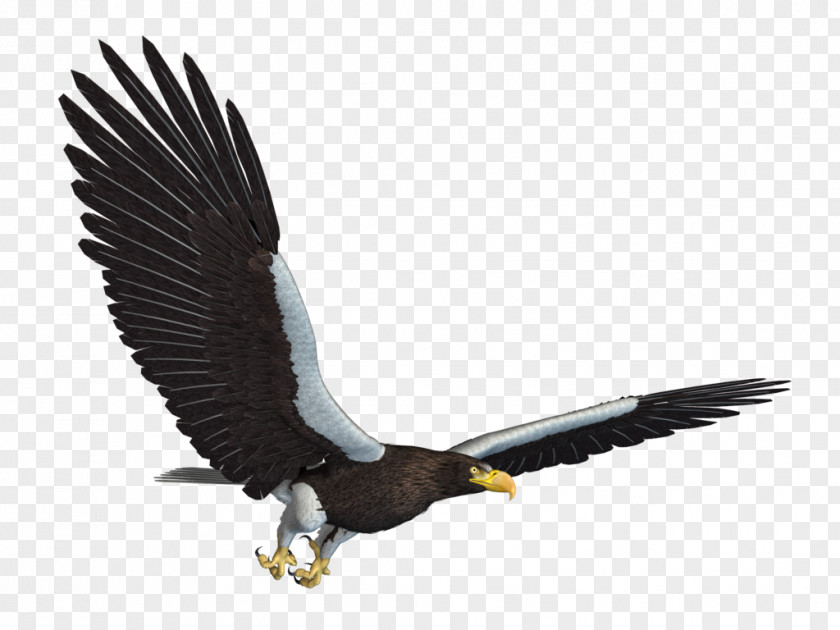 Sea Background Bald Eagle Bird Flight PNG