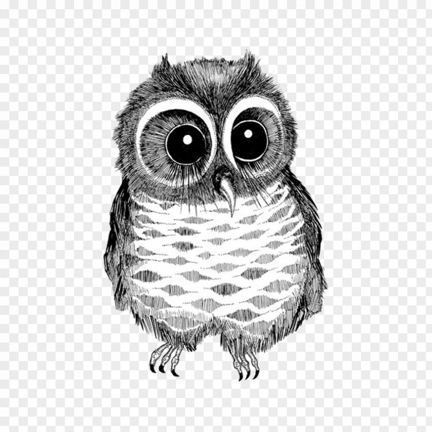 Black And White Line Drawing Big Eyes Owl Bird Photography PNG