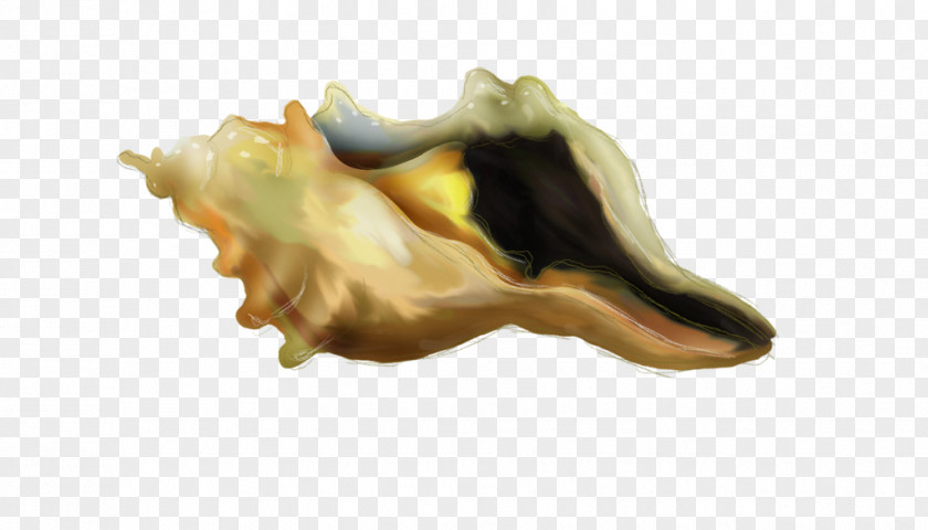 Conch Seashell Jaw PNG