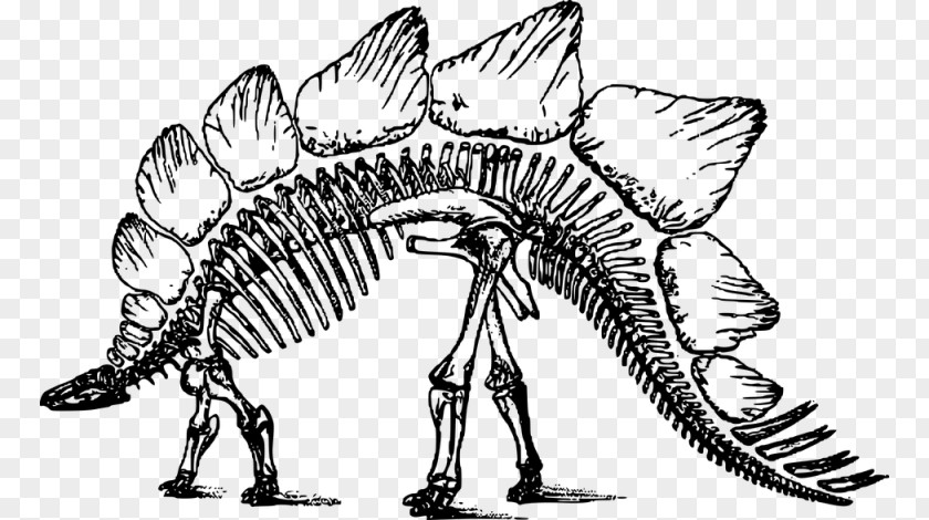 Dinosaur Bone Wars Tyrannosaurus Triceratops Stegosaurus Renaissance PNG