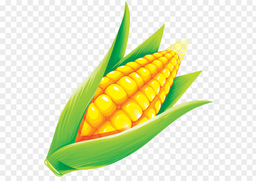 Hand-painted Corn Maize Grauds PNG