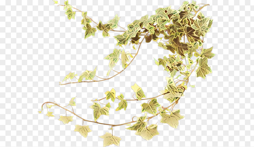 Ivy Family Twig Tree Background PNG