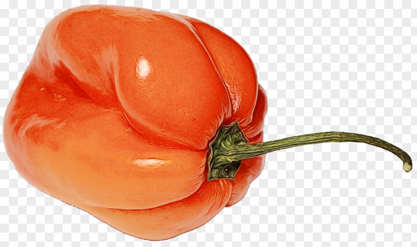 Pimiento Nightshade Family Orange PNG