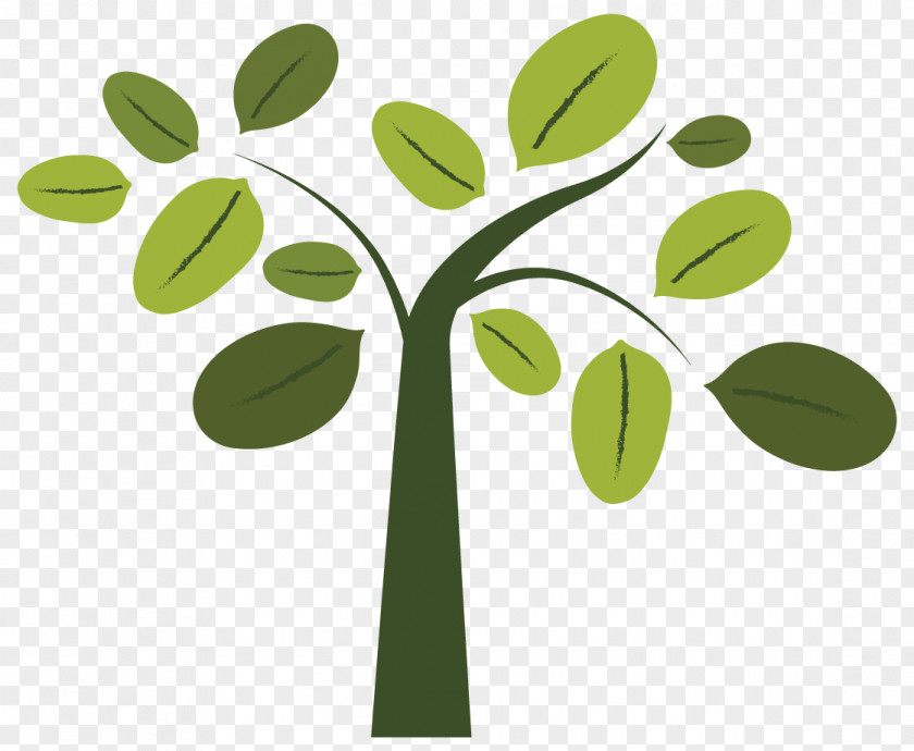 Boom Tree Ecology Stock Photography PNG