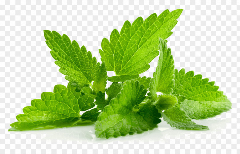 Mint Candy Peppermint Mentha Spicata Herb Leaf Mints PNG