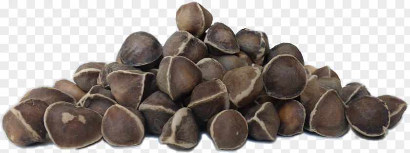 Moringa Drumstick Tree Seed Food Nut PNG