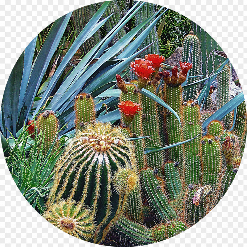 Sarah Vegetables Tucson Botanical Gardens Desert Garden Westin La Paloma Resort & Spa PNG