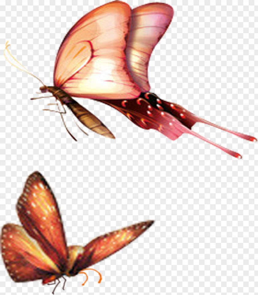 Butterfly 4K Resolution High-definition Television 2160p Wallpaper PNG