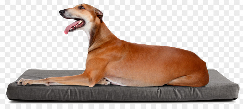 Pastor Aleman Dog Breed Italian Greyhound Beagle Longdog Bulldog PNG