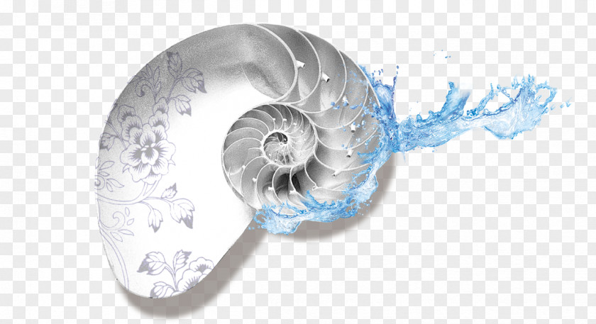 Snails Snail Poster PNG