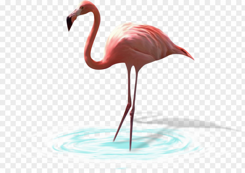 Animal Picture Painted Birds, Insects,Flamingos Bird Greater Flamingo White Stork Heron PNG