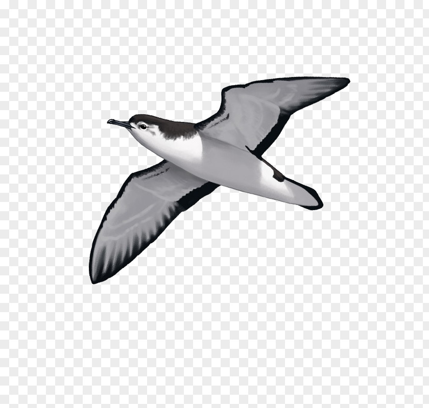 Bird European Herring Gull Audubon's Shearwater Seabird Gulls PNG