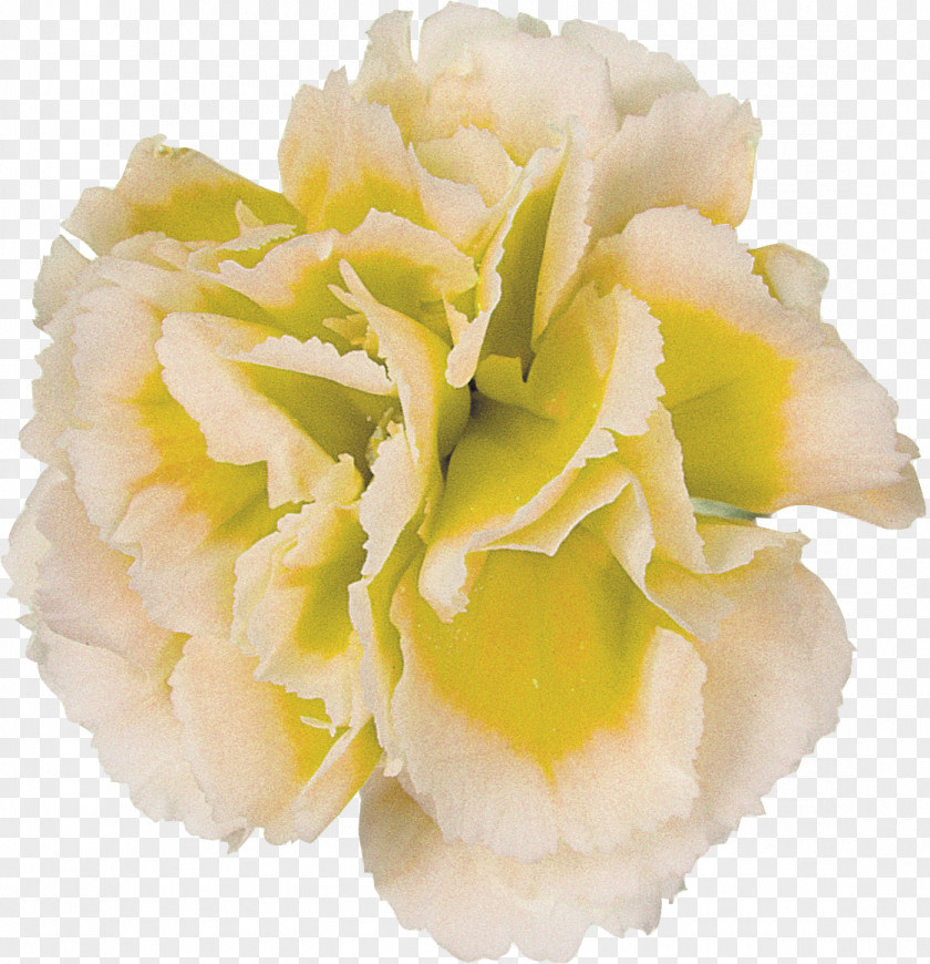 CARNATION Flower Photography Yellow PNG