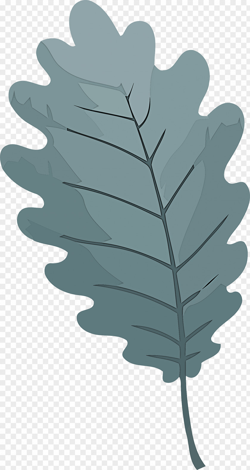 Leaf PNG