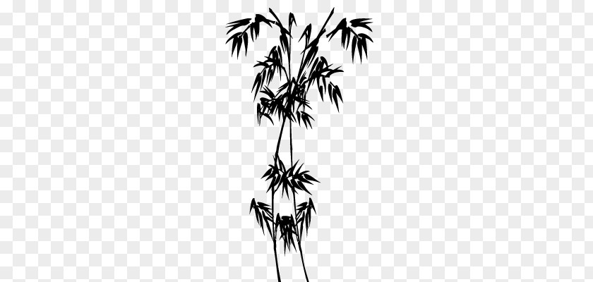 Line Asian Palmyra Palm Arecaceae Silhouette PNG