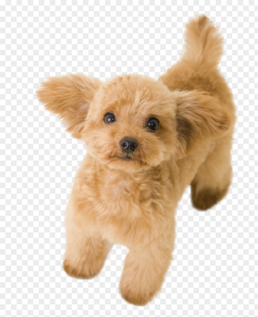 Puddle Toy Poodle Miniature Standard Basset Hound PNG