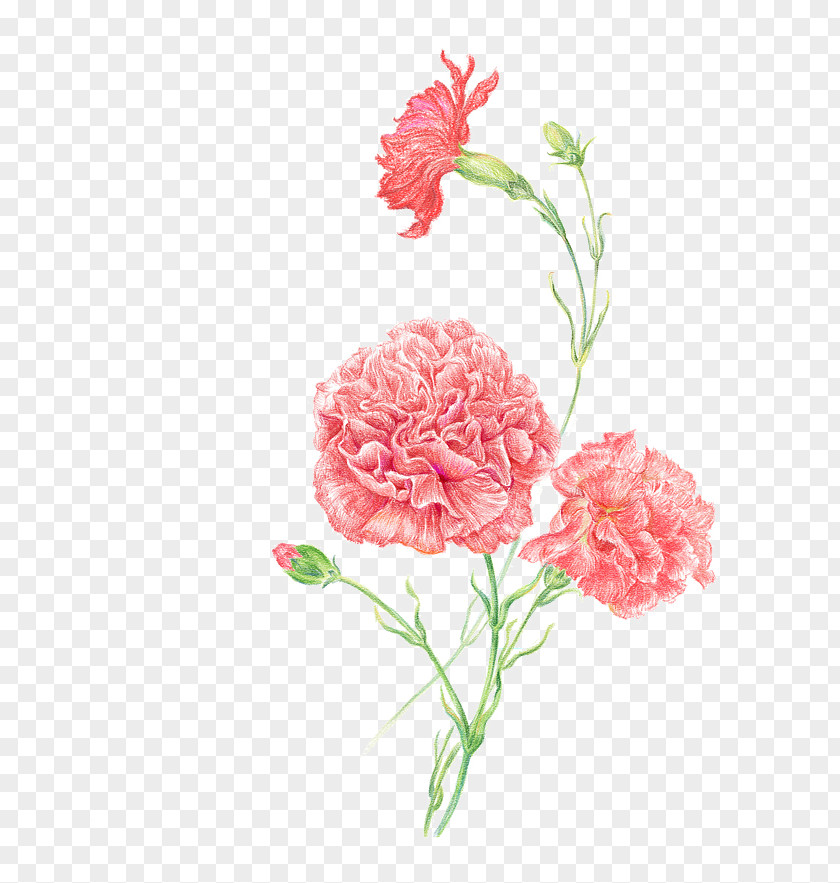 Sketch Of Carnation Clip Art Women Flower Image PNG