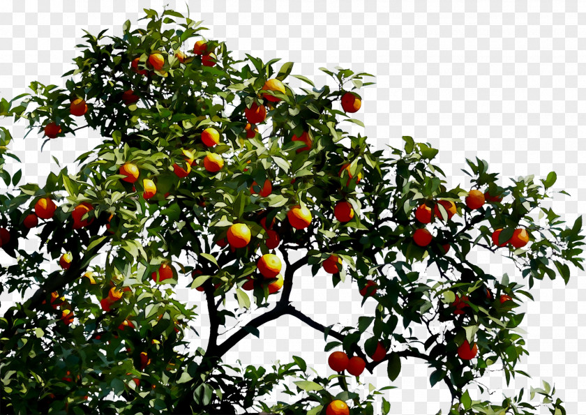 Bitter Orange Fruit Tree PNG