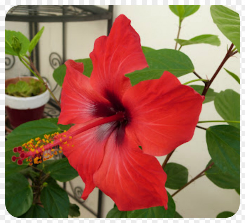 Chinese Hibiscus Shoeblackplant Shrub Annual Plant PNG