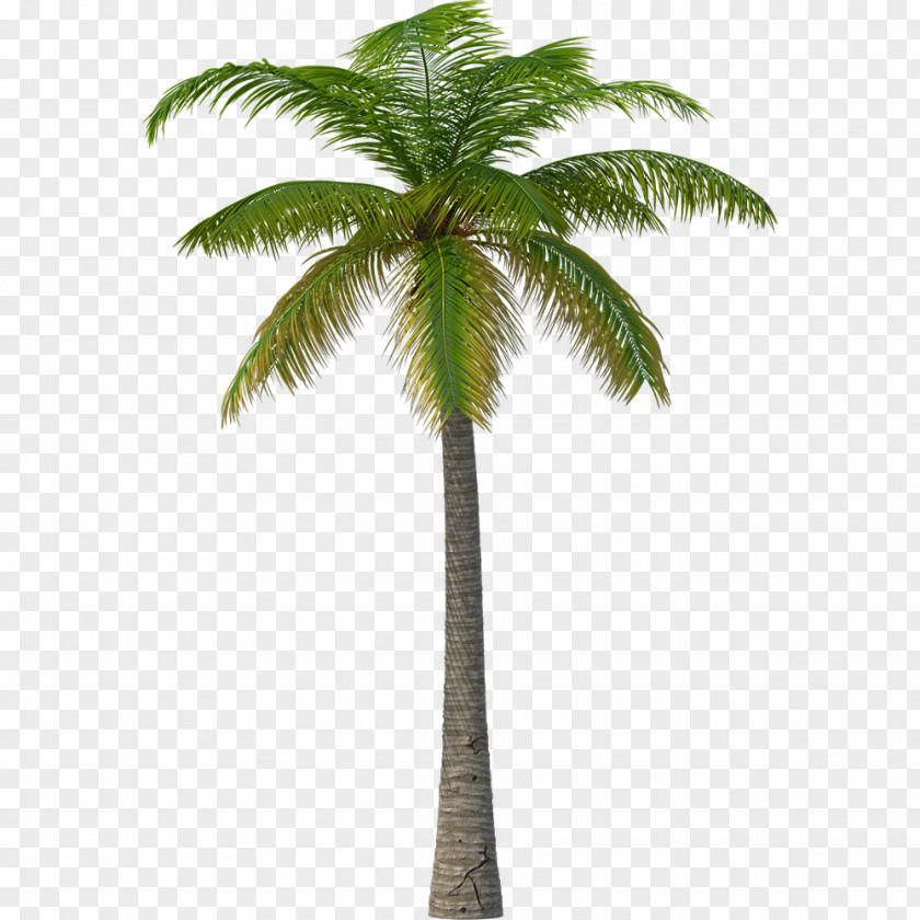 Elaeis Roystonea Palm Tree PNG