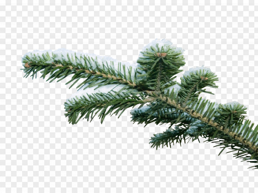Fir-tree Spruce Branch Tree Clip Art PNG