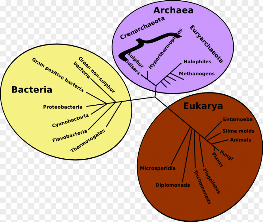Tree Of Life Science Phylogenetic Three-domain System Archaeans Evolution PNG