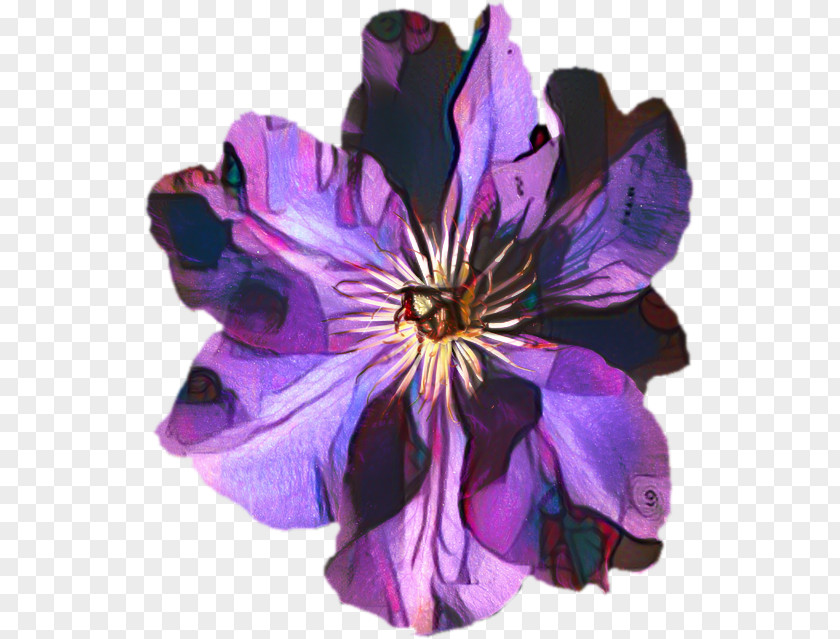 Wildflower Clematis Violet Flower PNG