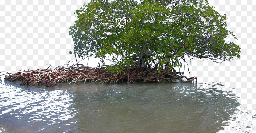 Cuba Mangrove Wetland Seagrass Ecology PNG