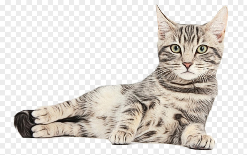 Kitten Pet Shop Tabby Cat Exotic Shorthair PNG