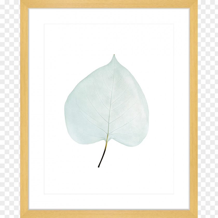 Leaf Product PNG