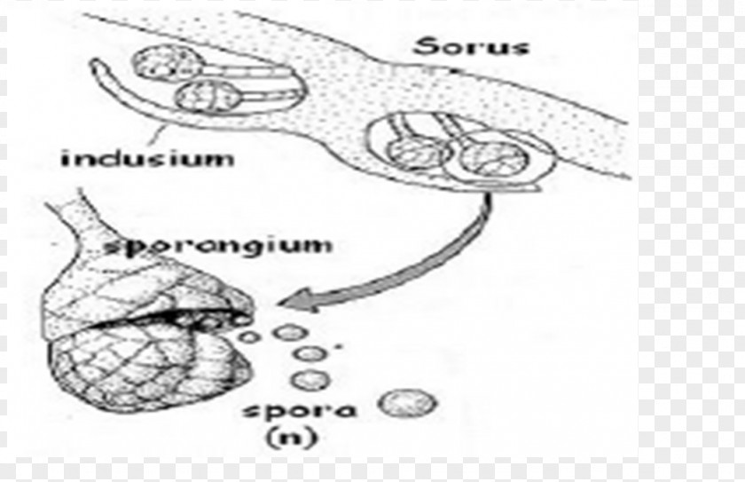 Plant Moss Thallus Burknar Algae PNG