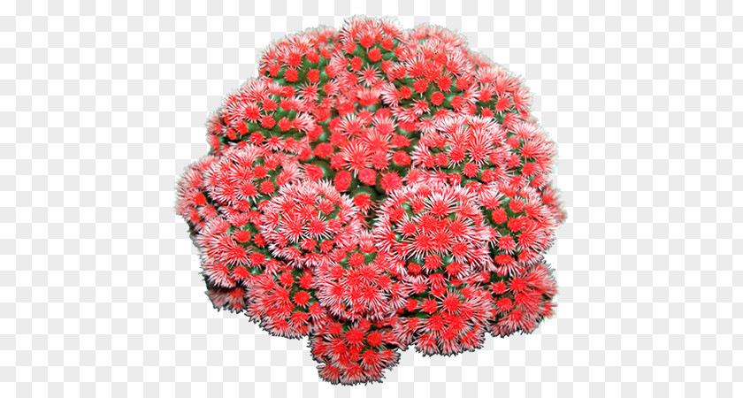 Red Color Cactaceae Plant Chrysanthemum PNG