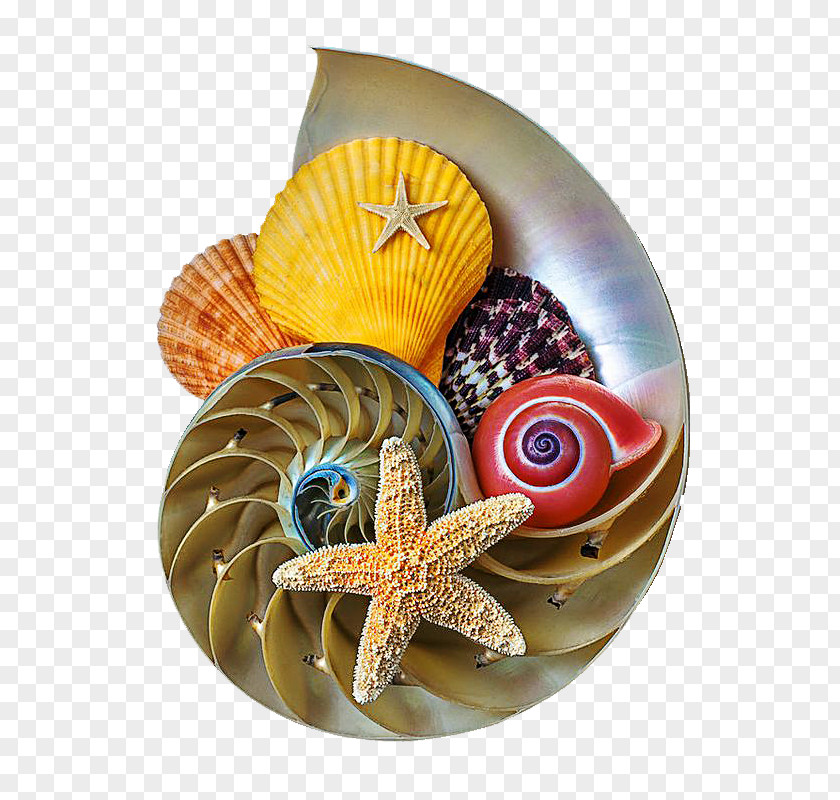Shell Seashell Nautilidae Conchology PNG