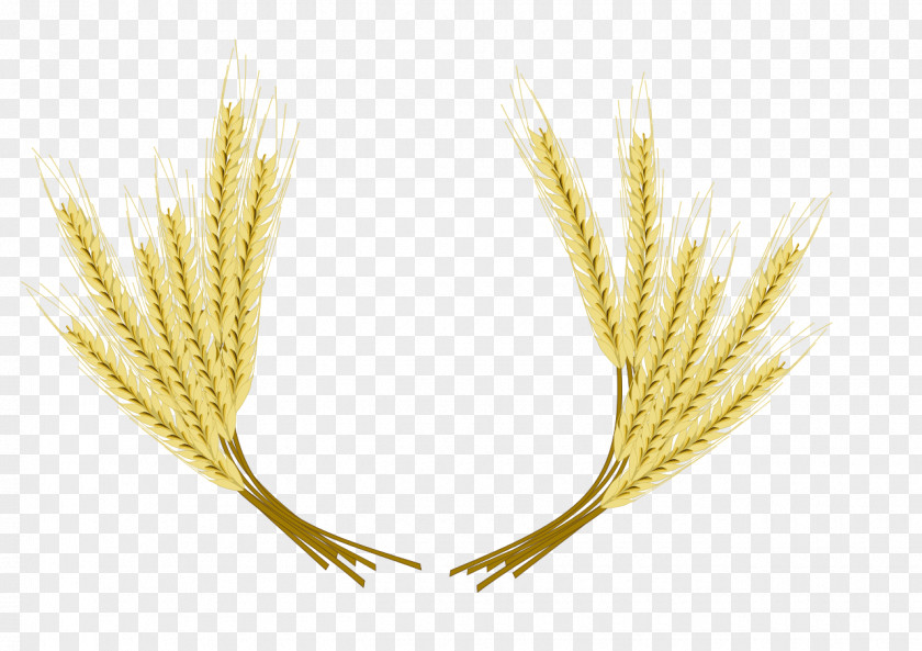 Wheat Beer Common Barley Clip Art PNG