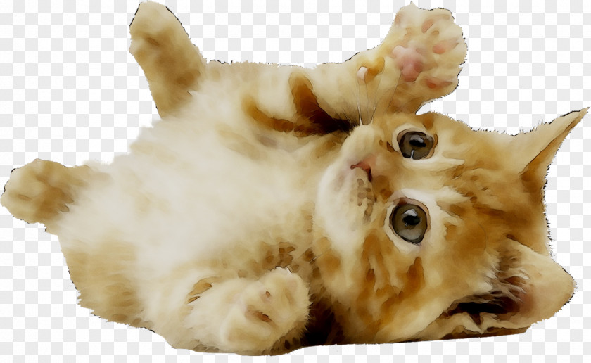 Kitten Cat Puppy Dog Image PNG