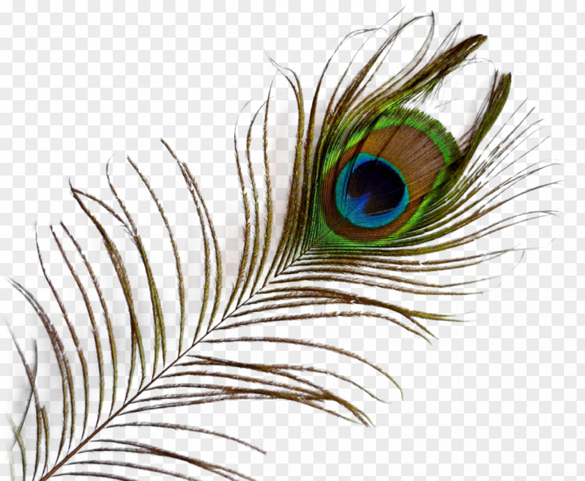 Peacock Feather Clip Art PNG