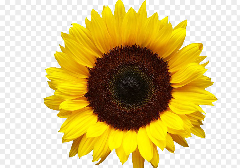 Sunflowers Image Clip Art PNG