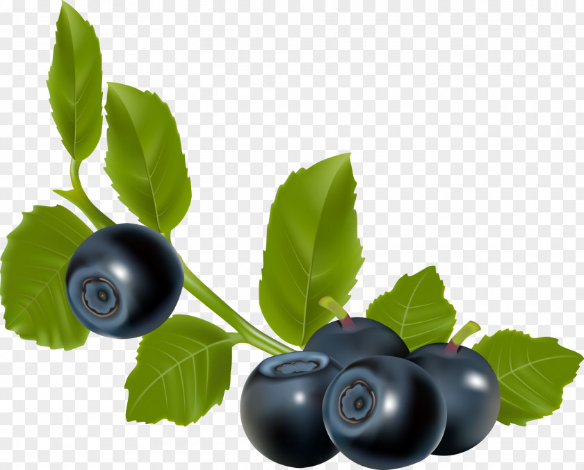Blueberries Blueberry Blackberry PNG