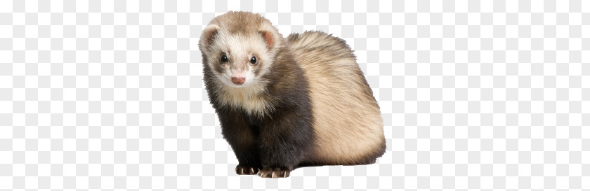 Ferret PNG clipart PNG