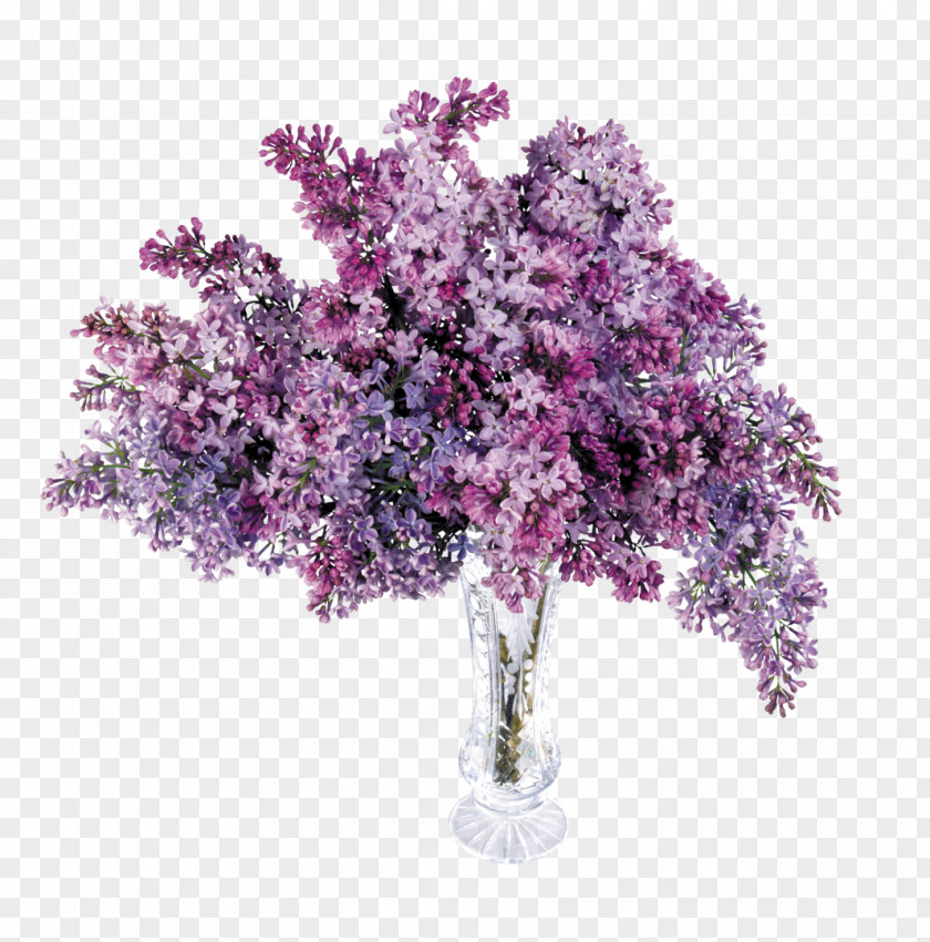 Lilac Purple Lavender Clip Art PNG