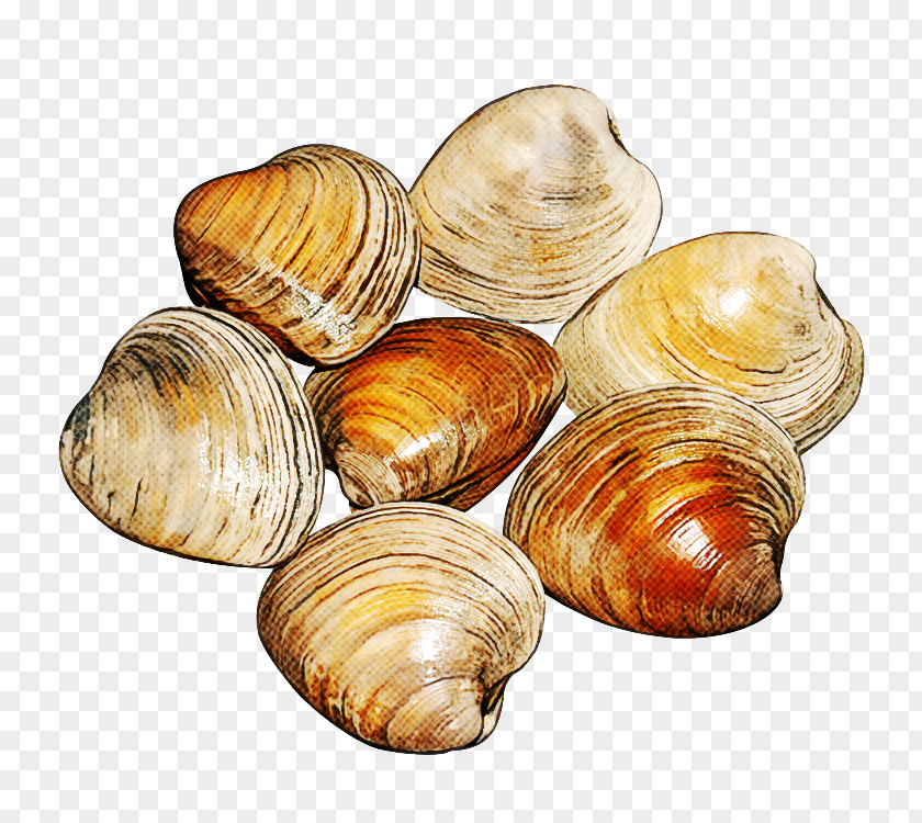 Shell Shellfish Clam Bivalve Baltic Seafood Food PNG