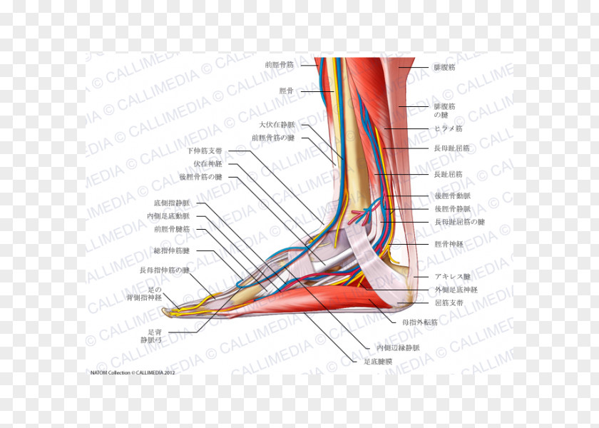Tibialis Anterior Muscle Muscular System Nerve Foot PNG