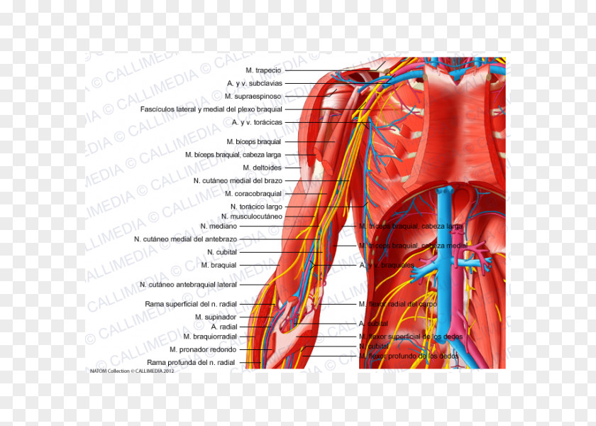 Arm Nerve Nervous System Elbow Vein PNG