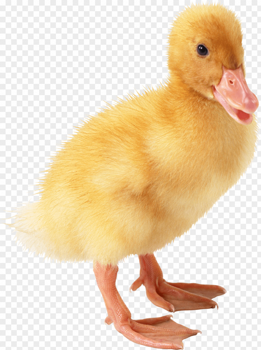 Little Duck Image Yellow Project PNG