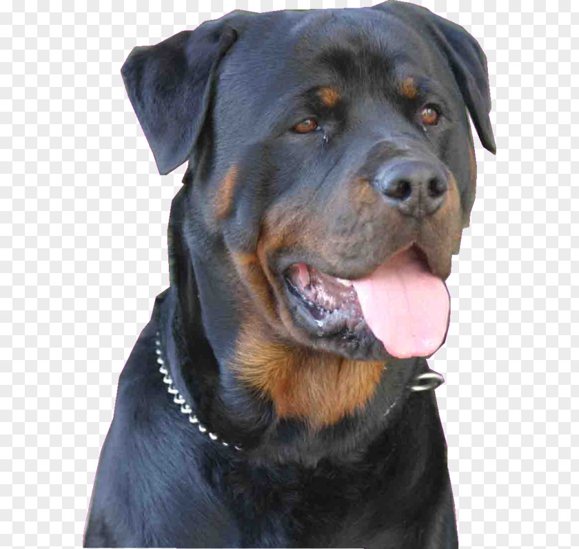 ROTTWEILLER Rottweiler Dog Breed Scottish Terrier Snout Group (dog) PNG