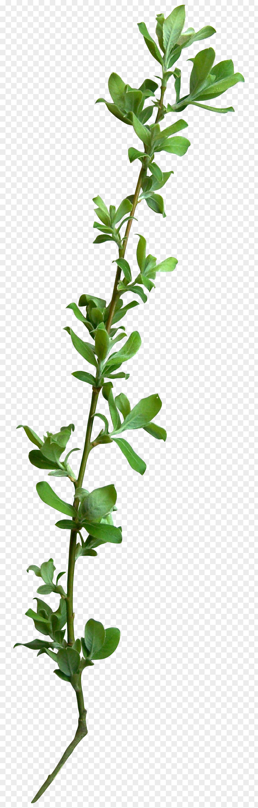 TWIG Tree Leaf Branch Vine PNG