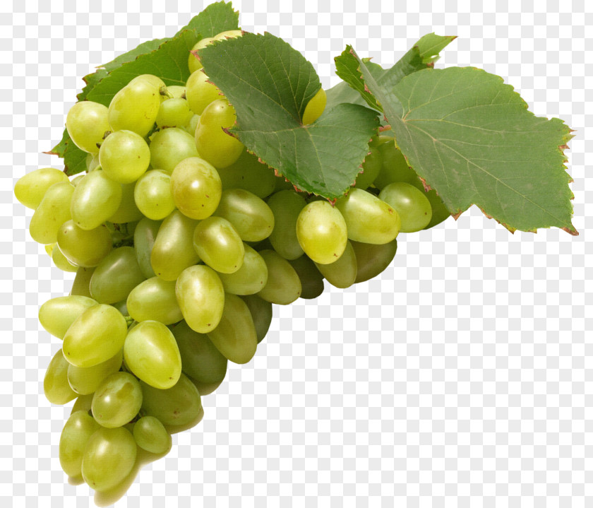 Wine Concord Grape Negroamaro PNG