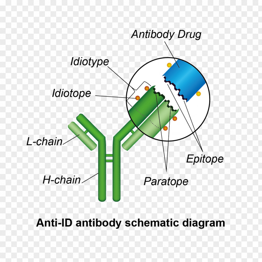 Anti Drug Idiotype Anti-idiotypic Vaccine Idiotopes Antibody Immune System PNG