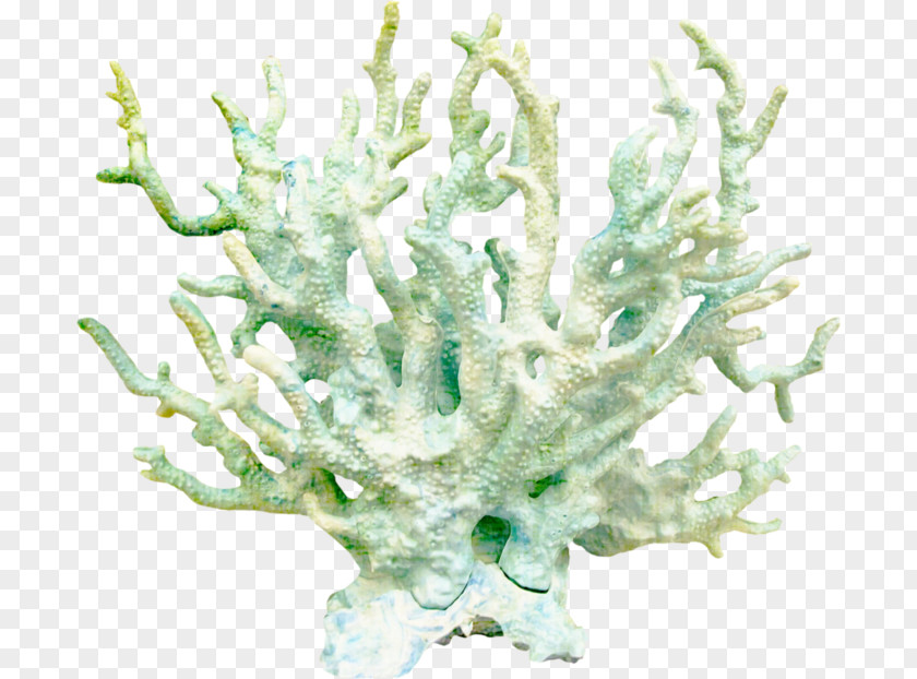 Coral Reef Clip Art PNG